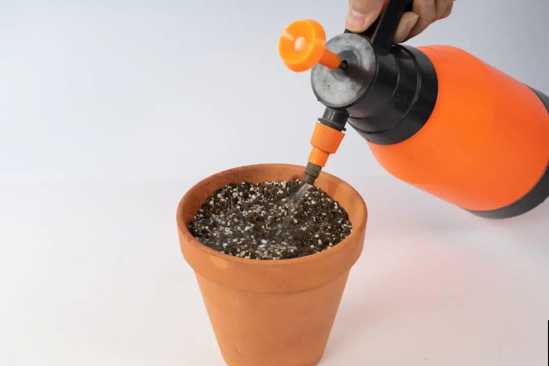 长筒花是“室内花量王者”，没光也能开爆盆，阳台党福音