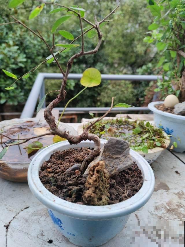 “宅后有榆，百鬼不近”，庭院里养一棵榆树，镇宅又吉祥