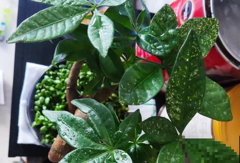 适合电视墙的4种花,好养还“招财,绿油油的有生机 适合电视墙的4种花,好养还“招财,绿油油的有生机