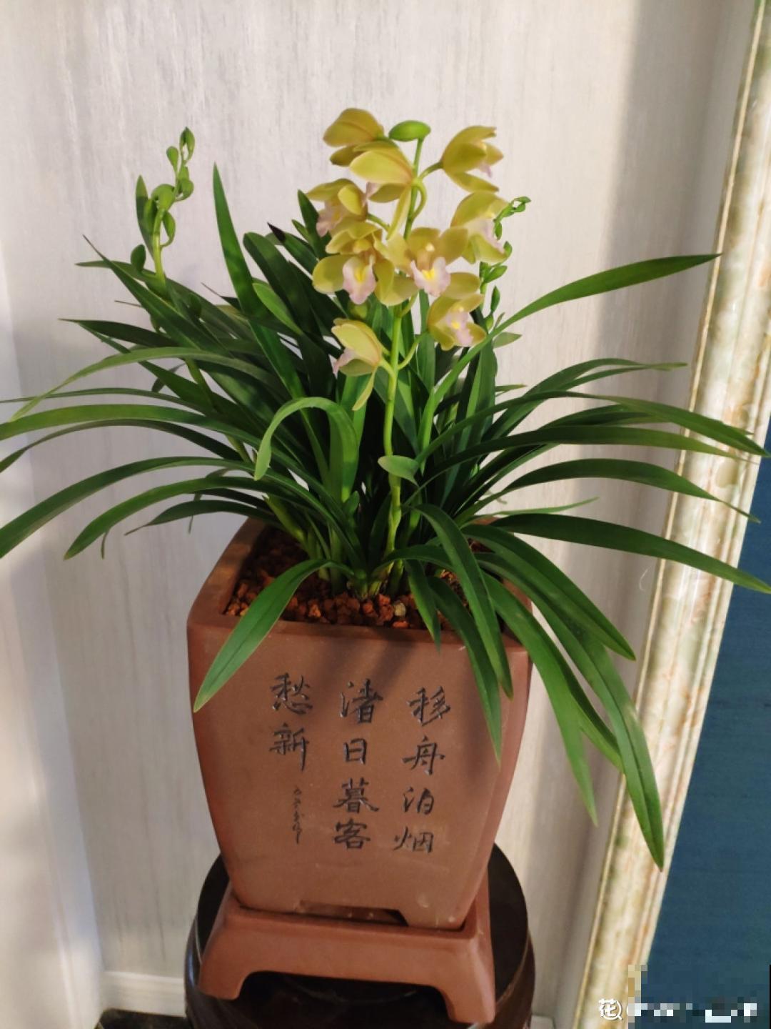 兰花中的“香味之王”,年底开花一串串,满屋飘香! 兰花中的“香味之王”,年底开花一串串,满屋飘香!