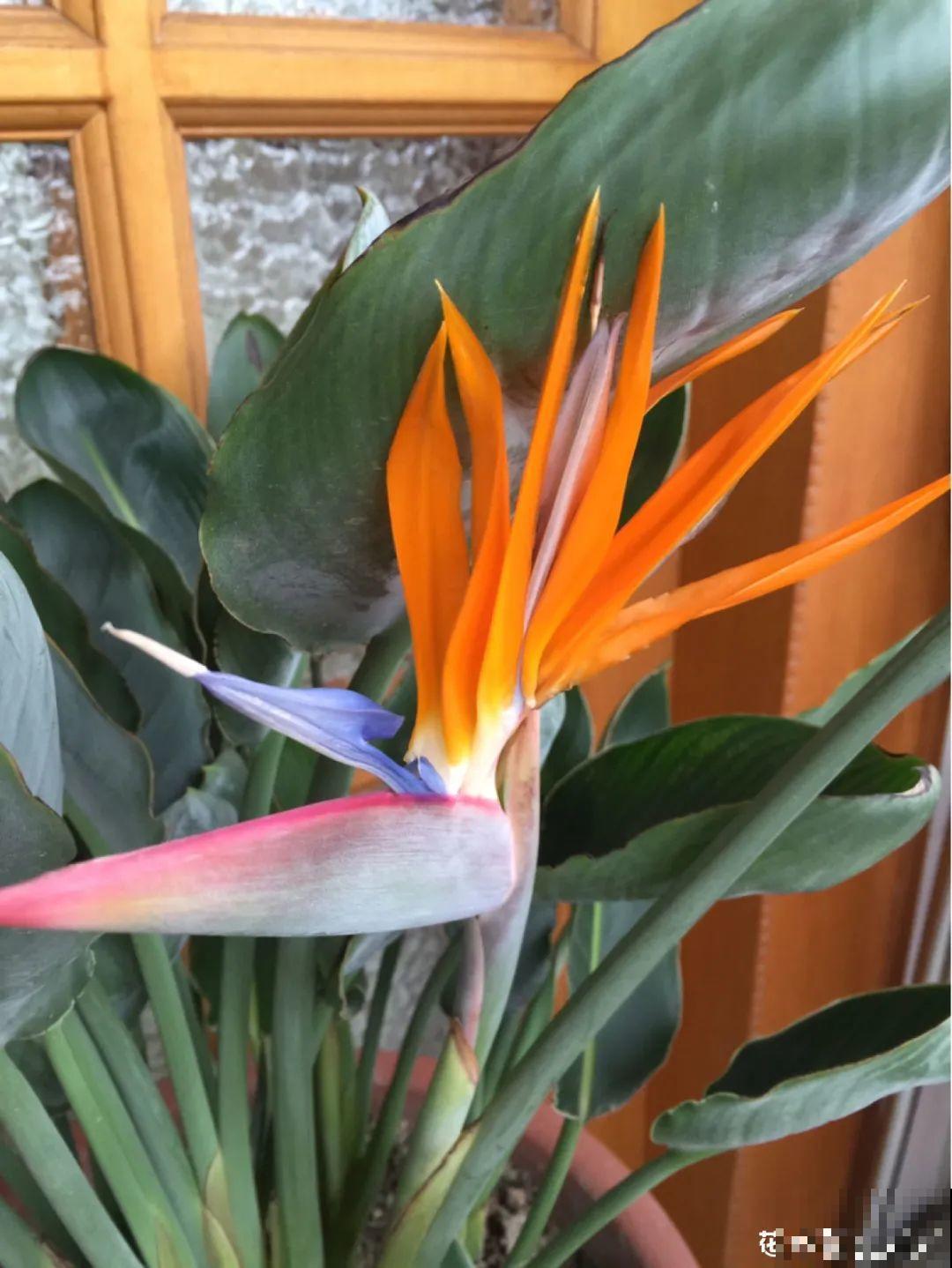 养花一直不开花,给他套个黑塑料袋,花苞呼呼冒 养花一直不开花,给他套个黑塑料袋,花苞呼呼冒