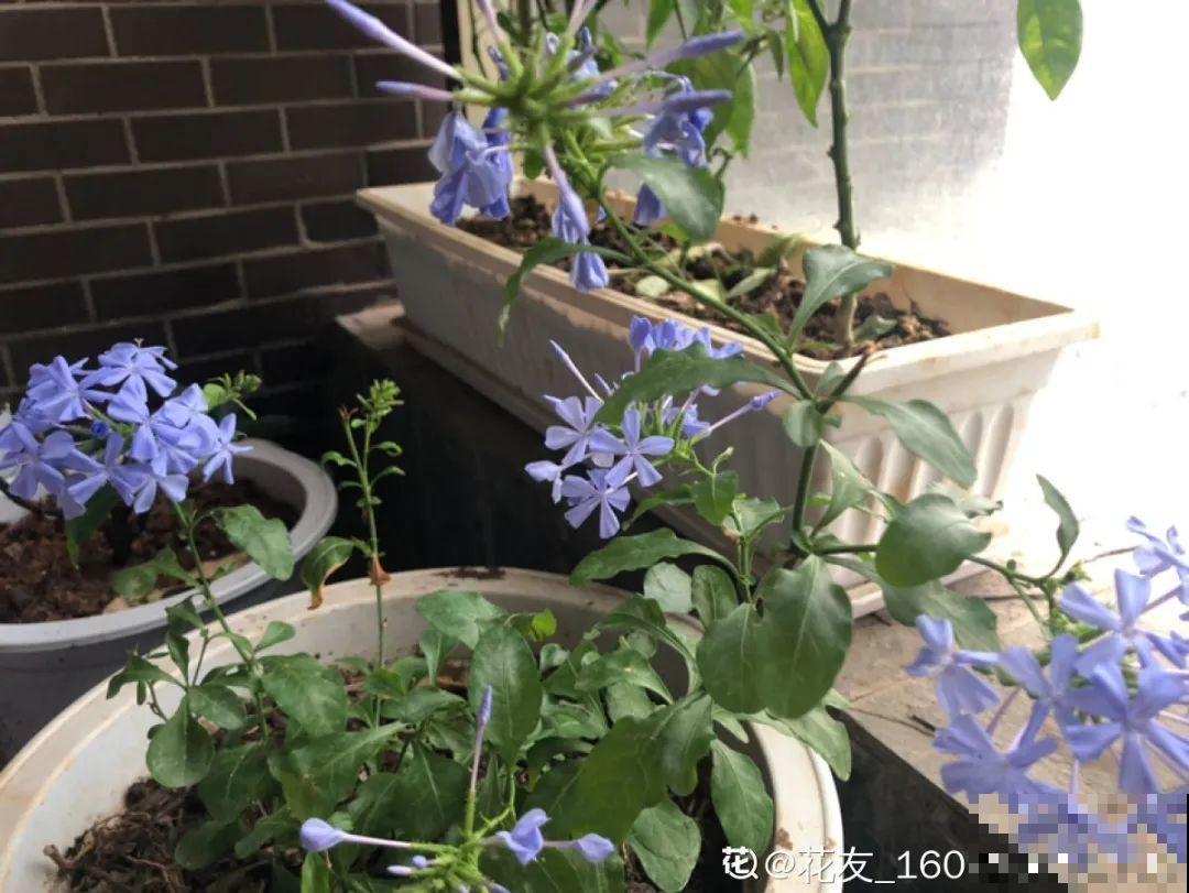 冬天扦插6种花，简单易成活，一盆变多盆