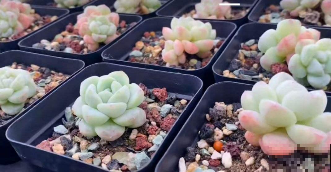 冬天对多肉来说,就是“渡劫”,4个方法教你安稳渡过 冬天对多肉来说,就是“渡劫”,4个方法教你安稳渡过