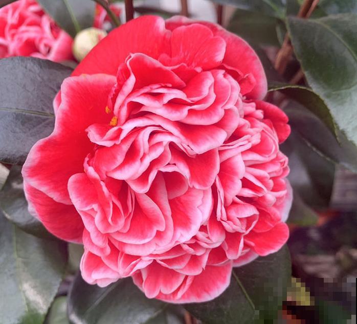 喜欢花香的朋友，一定不要错过茶花，现在买过年就能开