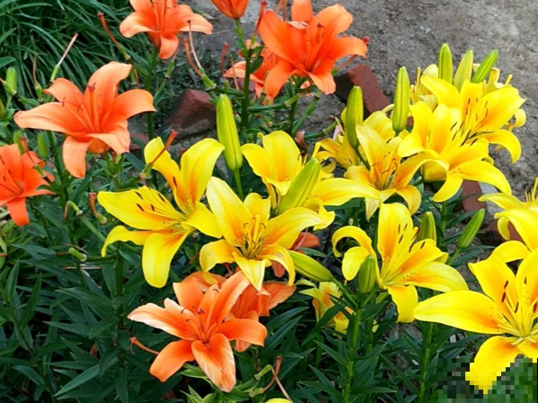 10种花,冬天要休眠,赶紧修剪防冻,才能安全越 10种花,冬天要休眠,赶紧修剪防冻,才能安全越