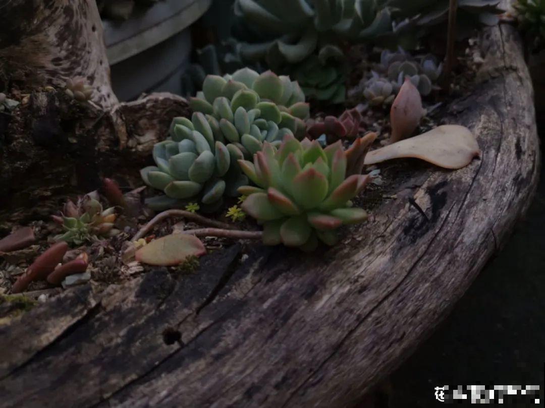 5种花盆,闷根又烂根,一养花就死掉 5种花盆,闷根又烂根,一养花就死掉