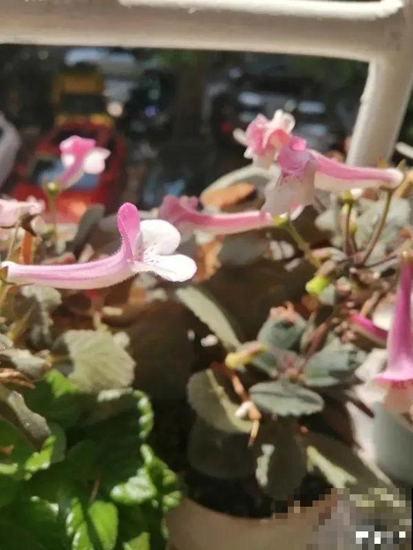 长筒花是“室内花量王者”，没光也能开爆盆，阳台党福音