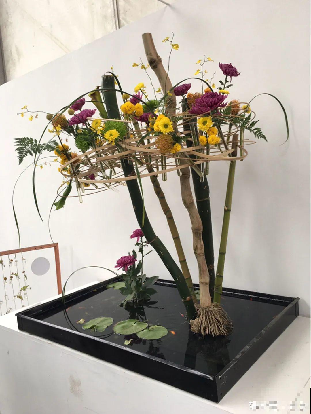 一盆菊花一万二，能开出七个颜色，真是少见