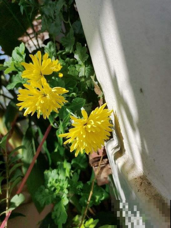秋冬季节天气干燥，常喝这4种“养生茶”，养人又去火