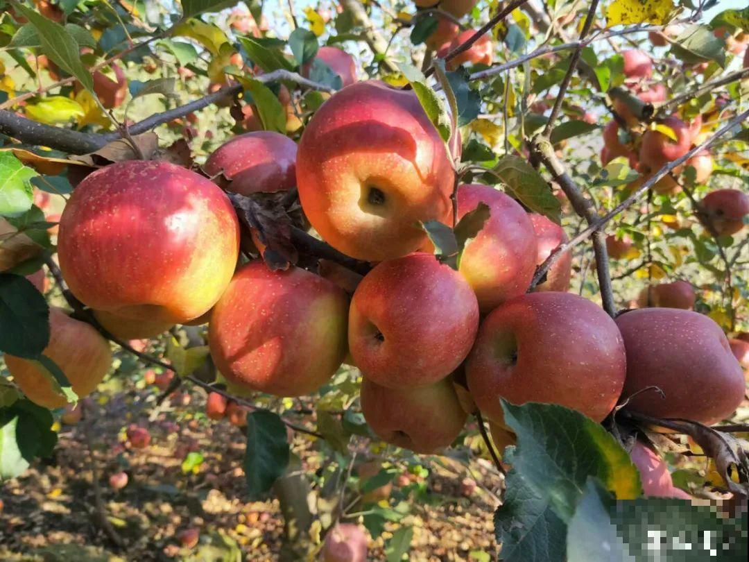 家里养8种“守家树”，红红火火特别旺运，镇宅好福气