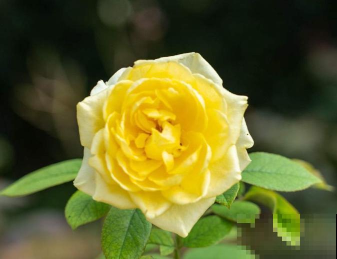月季花六七月能挪活吗？