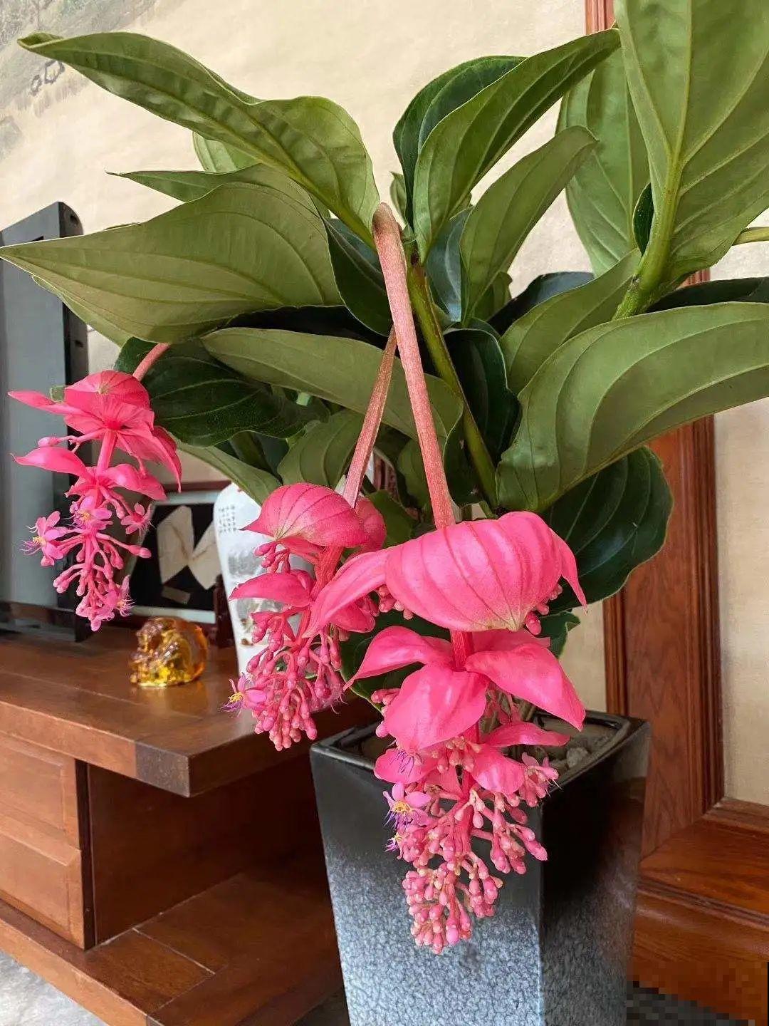 1种花叫“宝莲灯”，优雅大气富丽堂皇，妥妥的“镇店之宝”