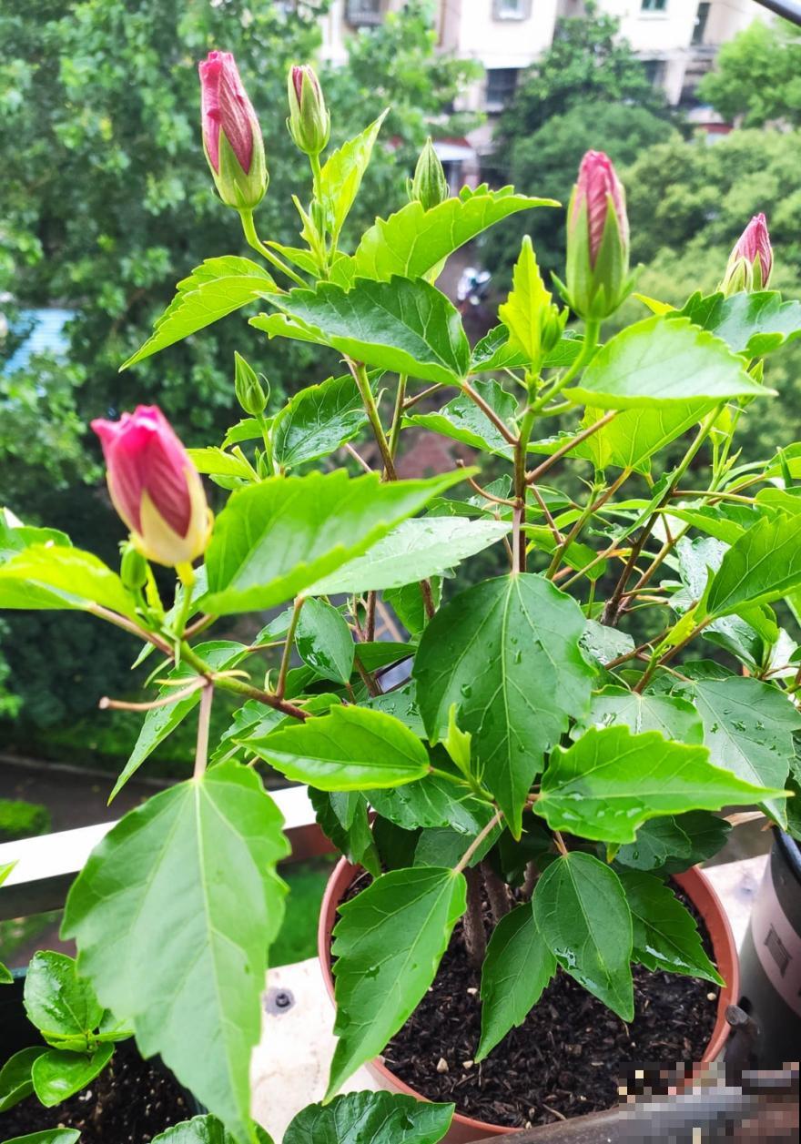 入秋一盆水,休眠的花“醒了”,猛长大花苞 入秋一盆水,休眠的花“醒了”,猛长大花苞