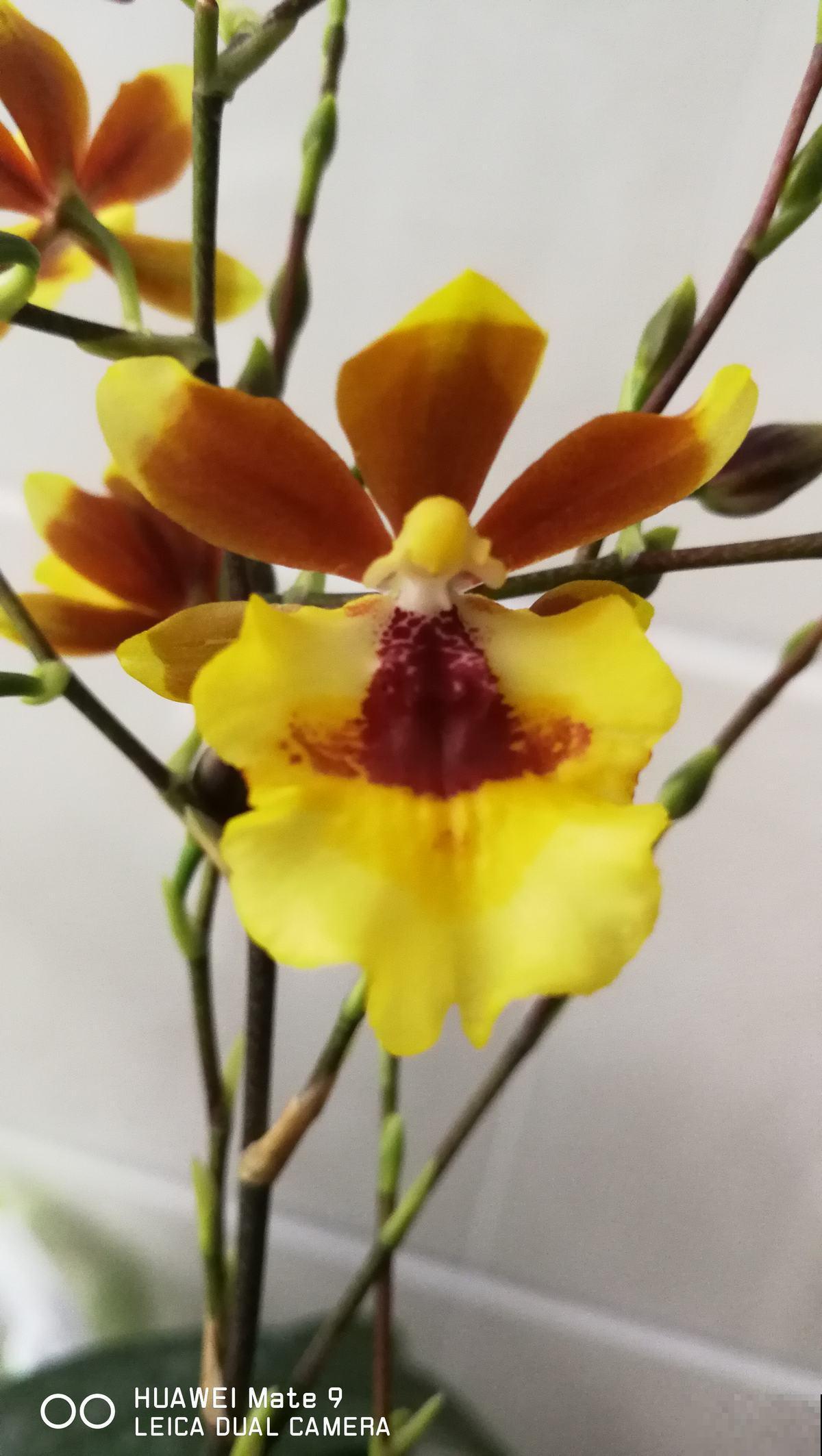 一种兰花开花像“跳舞”，养在家里特耐阴，还有转运好兆头