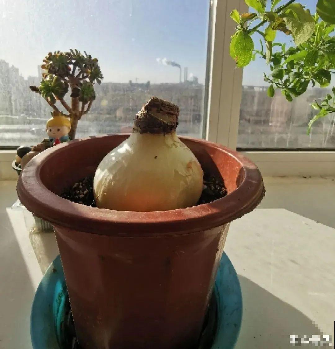 养花大棚倒闭,“贵货花”路边扔了一地,后悔没带个大麻袋 养花大棚倒闭,“贵货花”路边扔了一地,后悔没带个大麻袋