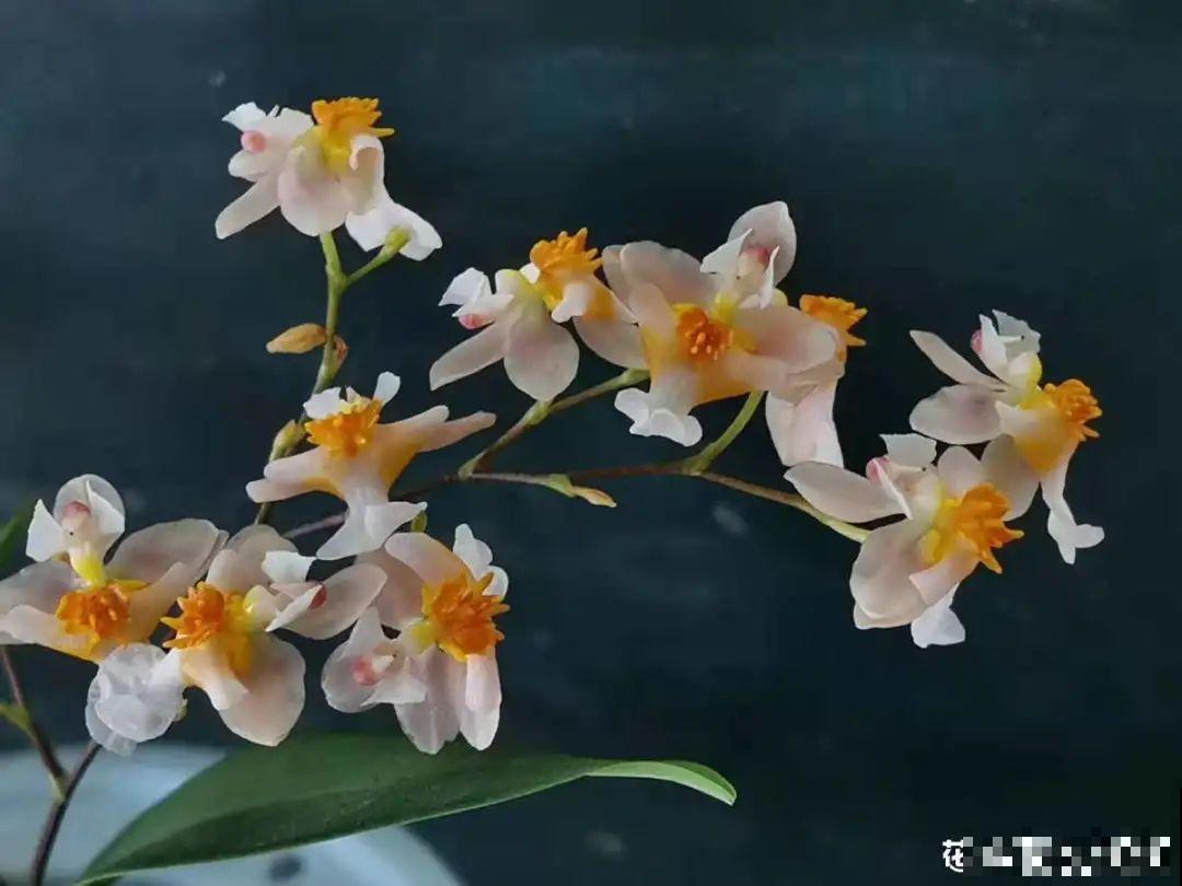 20种花，现在养正是开花好时候，再晚就过季了