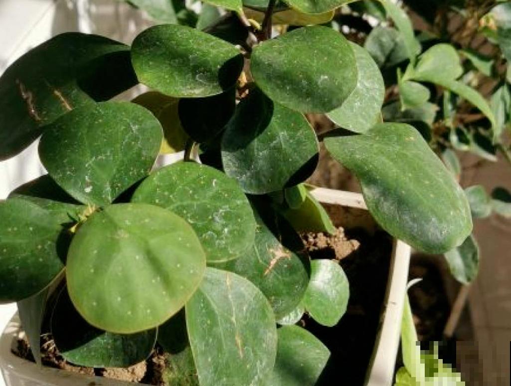 再穷也要养盆小盼菩提，有“旺运”好兆头，被称作“智慧树”