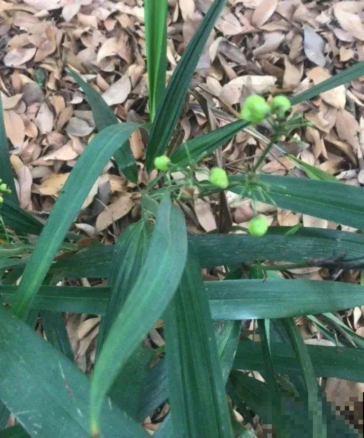路上看见银杏果,不要捡,小心有毒! 路上看见银杏果,不要捡,小心有毒!