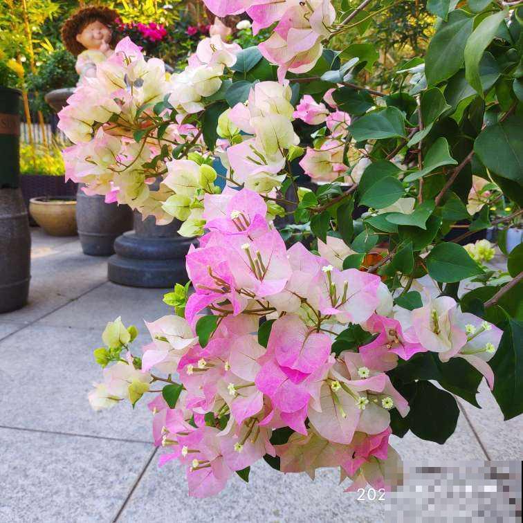 四季开花的植物，阳台养一盆就变“小花园”，花期“超长待机”