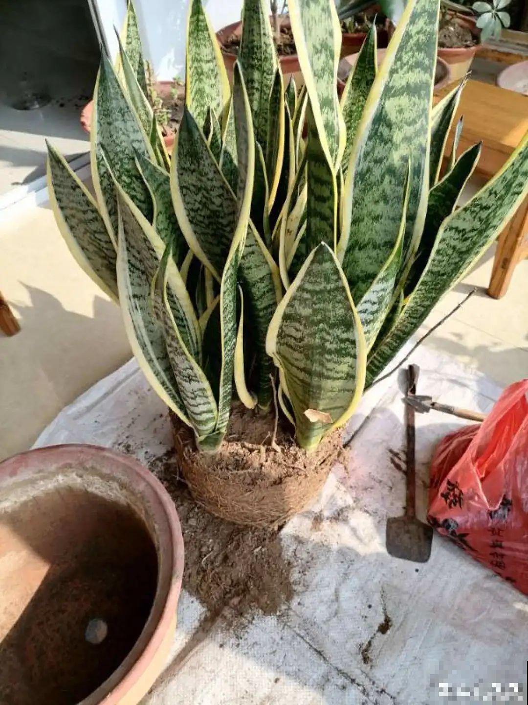 爱“生崽”的花,现在赶紧翻盆,一盆变多盆还能挣钱 爱“生崽”的花,现在赶紧翻盆,一盆变多盆还能挣钱