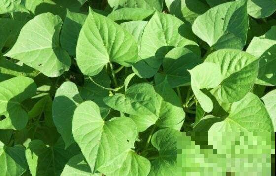 过期的小药片别丢,碾成粉末给花吃点,叶子油亮花开爆盆 过期的小药片别丢,碾成粉末给花吃点,叶子油亮花开爆盆