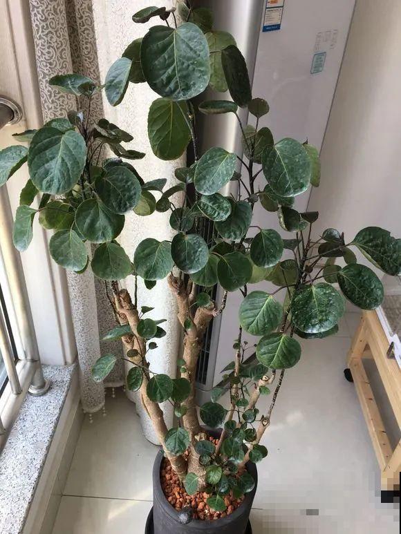 客厅养好树,子孙一直富,8种树养在家,镇宅有安全感 客厅养好树,子孙一直富,8种树养在家,镇宅有安全感