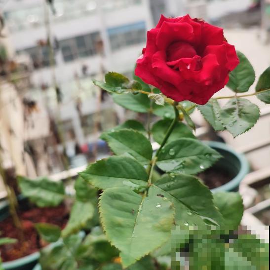 女人到了不同年龄段，代表的花也有变化，你觉得对吗