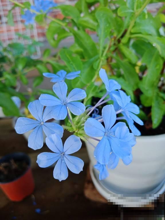 冬天给花浇水，要注意3点，植物喝饱水长得旺
