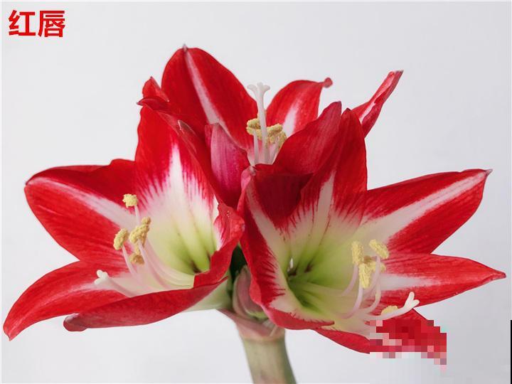 4种旺运花，花开大红色，养在家“招财显富贵”