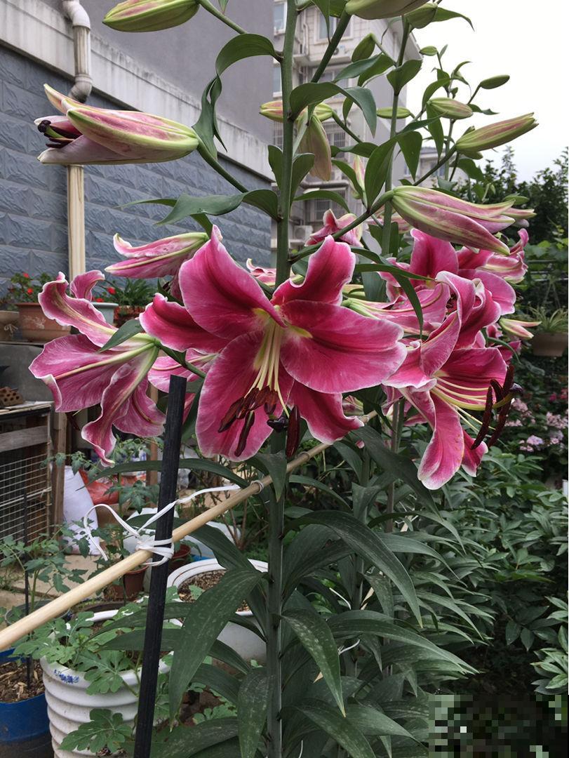 7种花，老年人尤其喜爱，路边看见了就走不动道儿