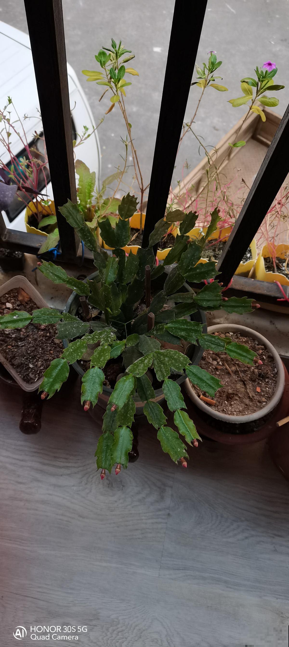 冬天养蟹爪兰只需记住2点,花骨朵能窜满枝头,满盆都开花 冬天养蟹爪兰只需记住2点,花骨朵能窜满枝头,满盆都开花