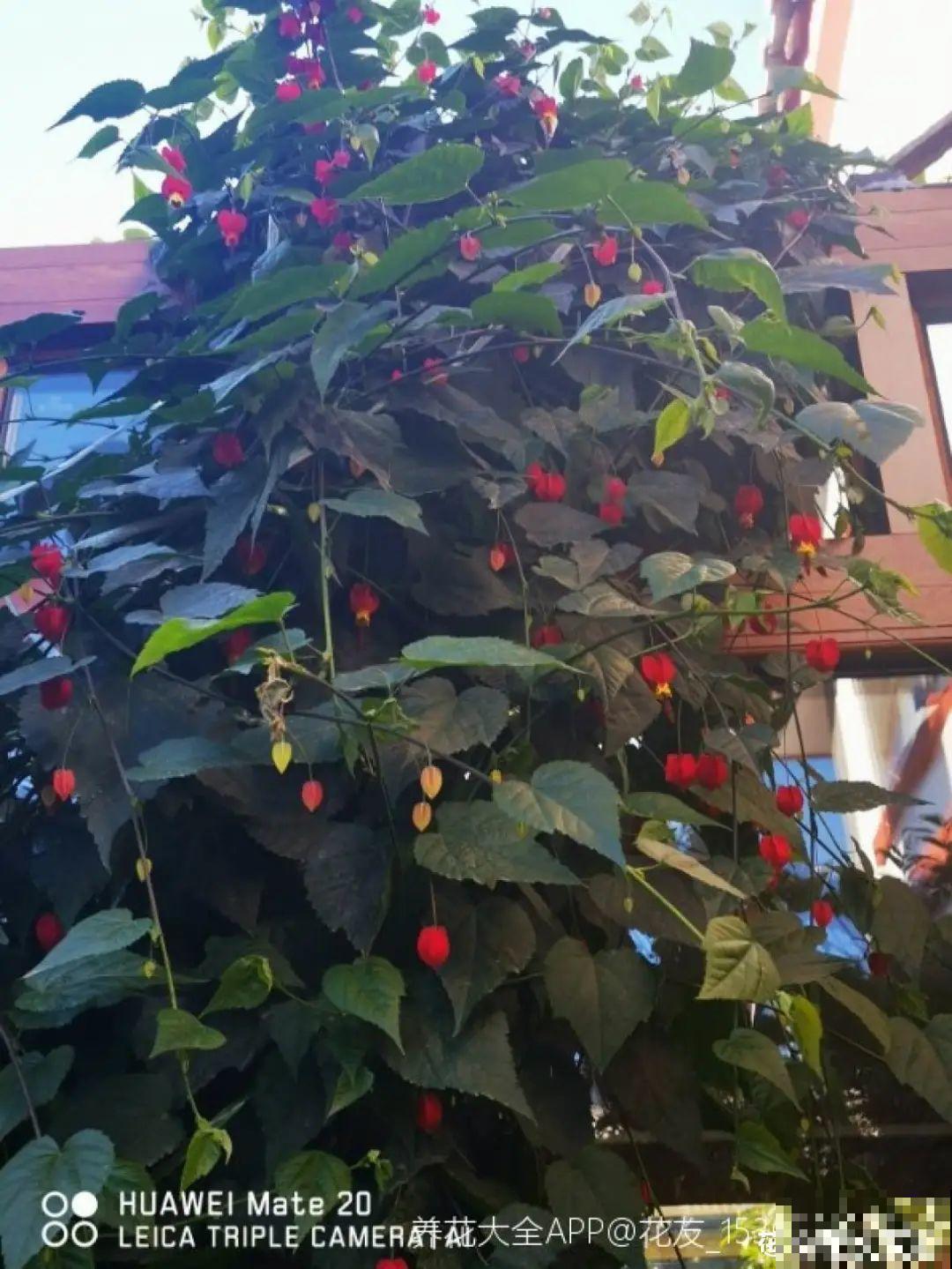 1种花俗称“摇钱树”，满盆长满小元宝，大吉大利，好看吉祥！