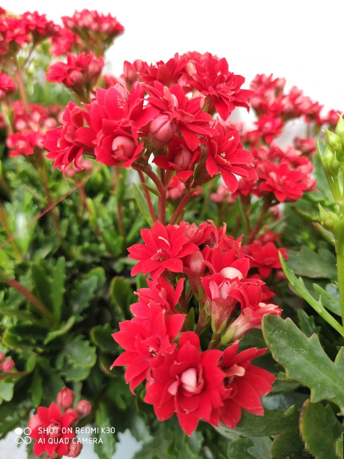 狠心砍玉树一刀，插上长寿花，开花变成“吉利树”，真喜庆