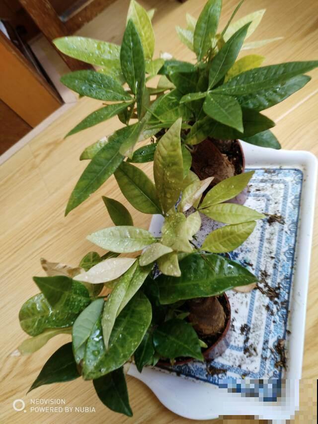 3种花就得用小盆“挤着养”,盆小水少,反而长得旺盛 3种花就得用小盆“挤着养”,盆小水少,反而长得旺盛