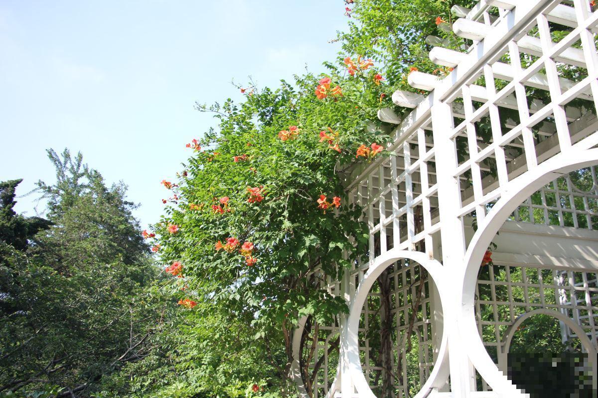 院子里养了一棵花,差点惹出大麻烦,还好邻居给烧光了 院子里养了一棵花,差点惹出大麻烦,还好邻居给烧光了