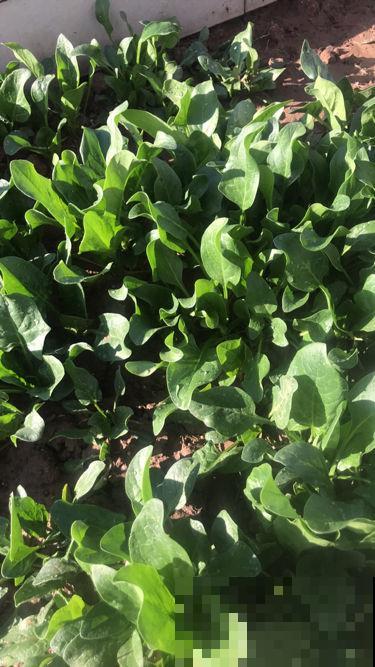 5个菜根头别扔,插土里就能活,一个月就能长成小菜园 5个菜根头别扔,插土里就能活,一个月就能长成小菜园