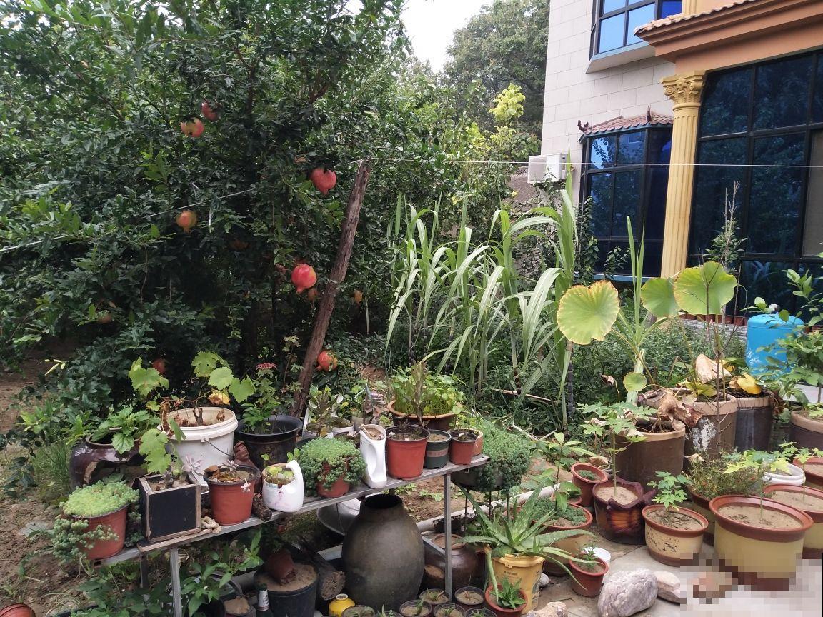 北方冬天,她的院子依旧开花满园,南方人看了都羡慕 北方冬天,她的院子依旧开花满园,南方人看了都羡慕