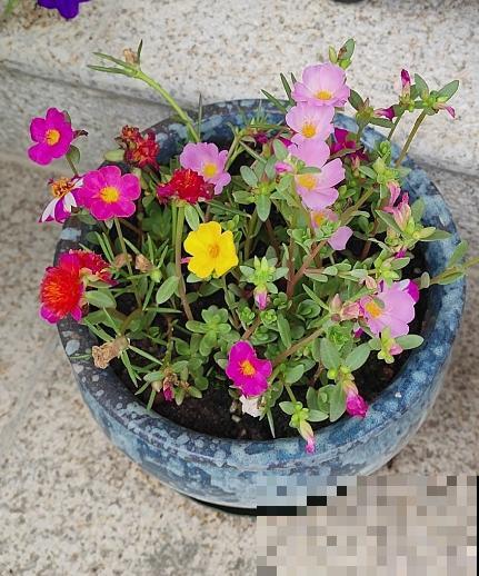 公认好养的8种花，我却一养一个死，究竟是为啥