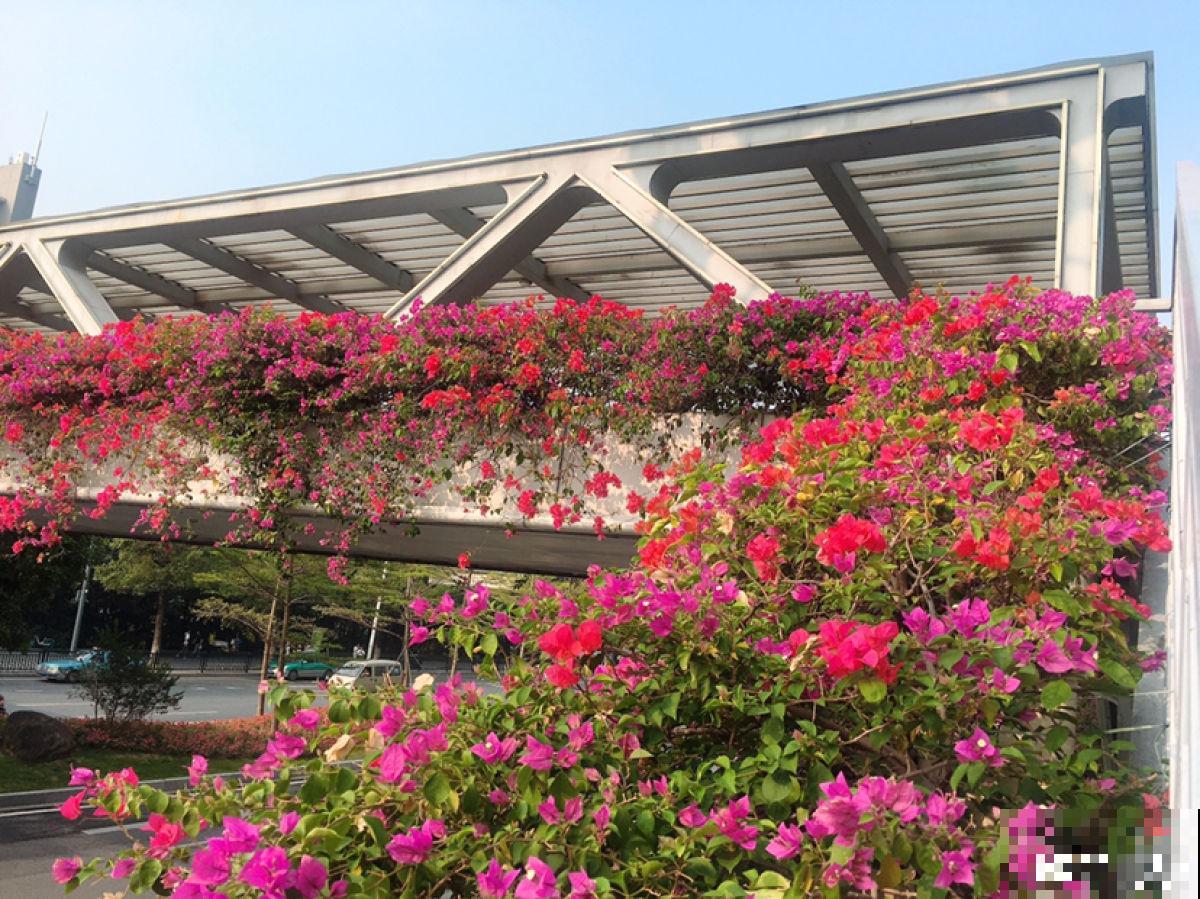2个“花城”，去了就不想走，老花友：去一趟太值了