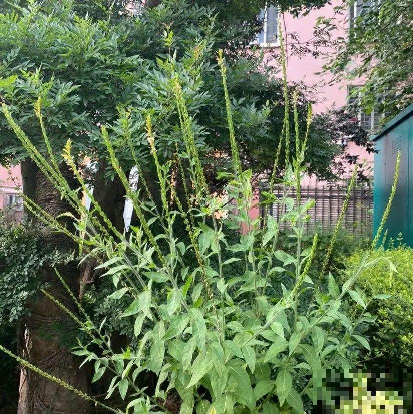 河南等地遭“恶魔之花”入侵，看到之后赶紧报告，不然会有大麻烦