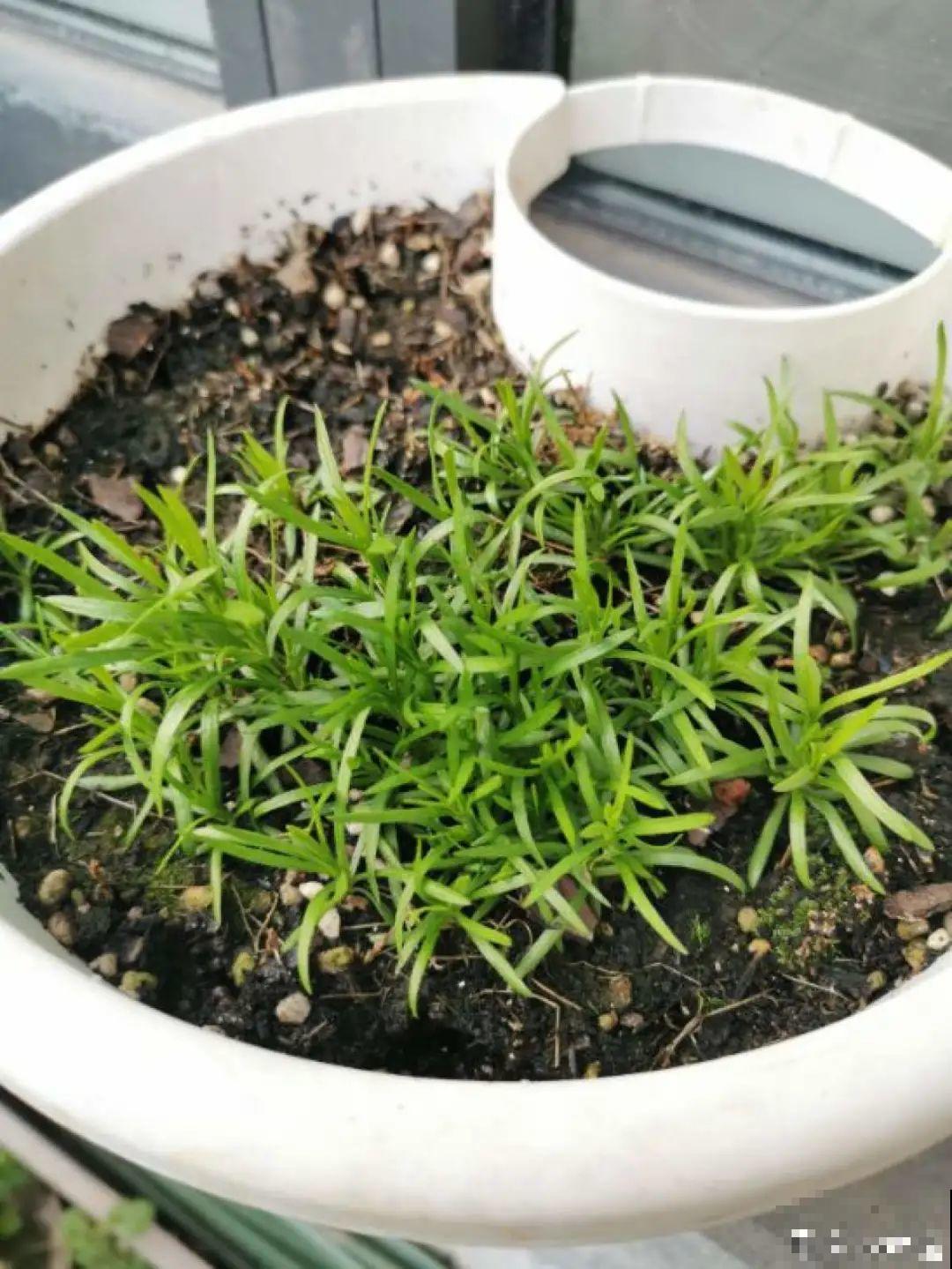 秋天种16种花，冬天就能开爆盆，满盆都是花