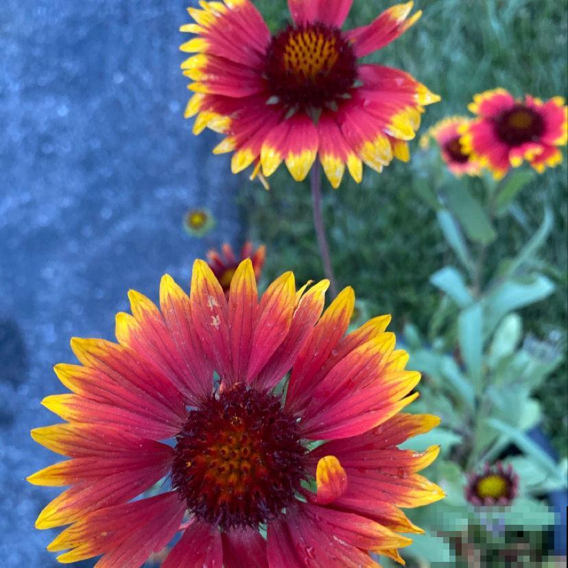 十二生肖守护花，领取你的专属好运，心想事成旺整年