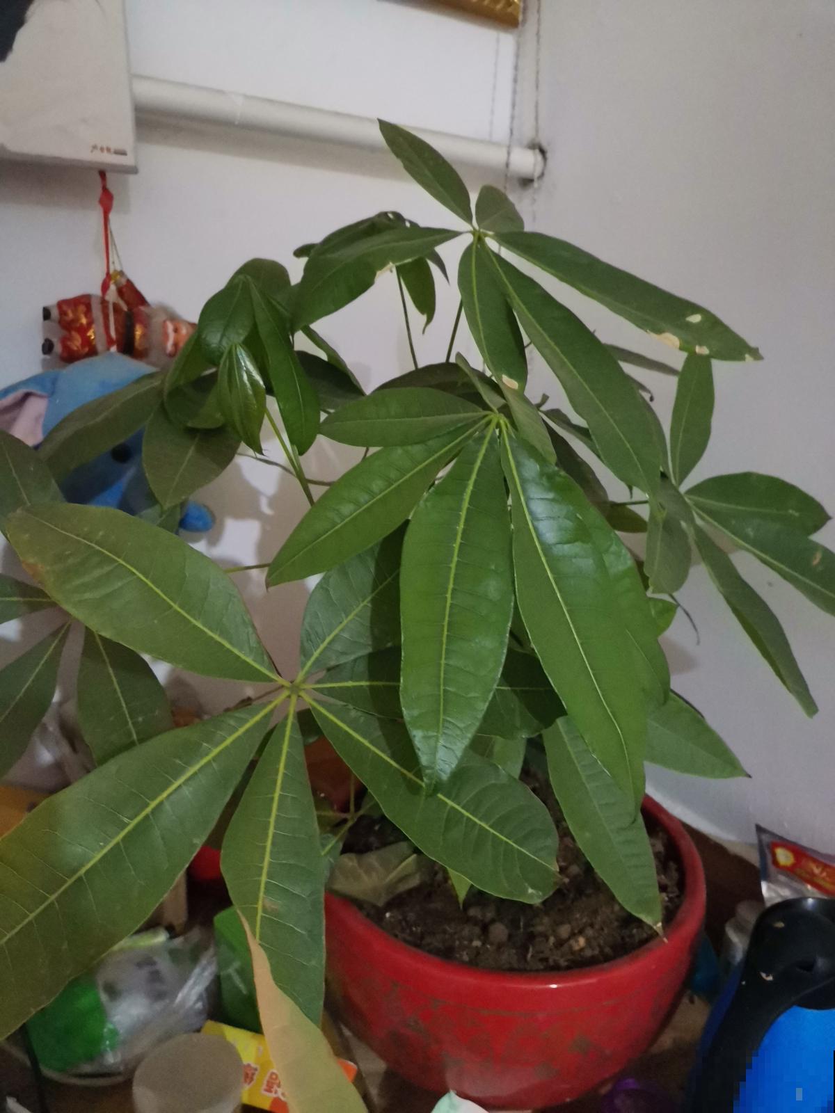 水培发财树太难了，只需2招，搞定黄叶烂根