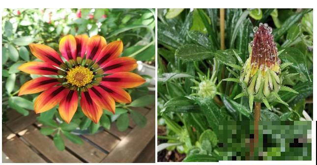 5种小清新菊花，花期长，花量大，秋天值得入手！