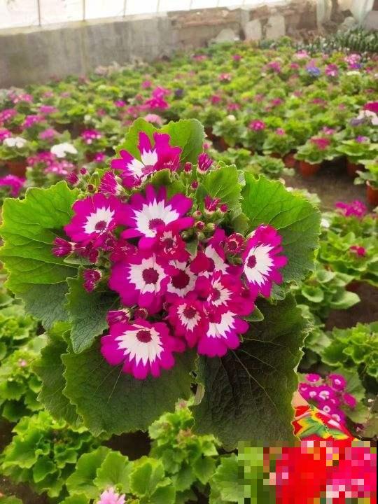 过年必不可缺少的年宵花,人手一盆“富贵菊”,阖家团圆幸福多 过年必不可缺少的年宵花,人手一盆“富贵菊”,阖家团圆幸福多