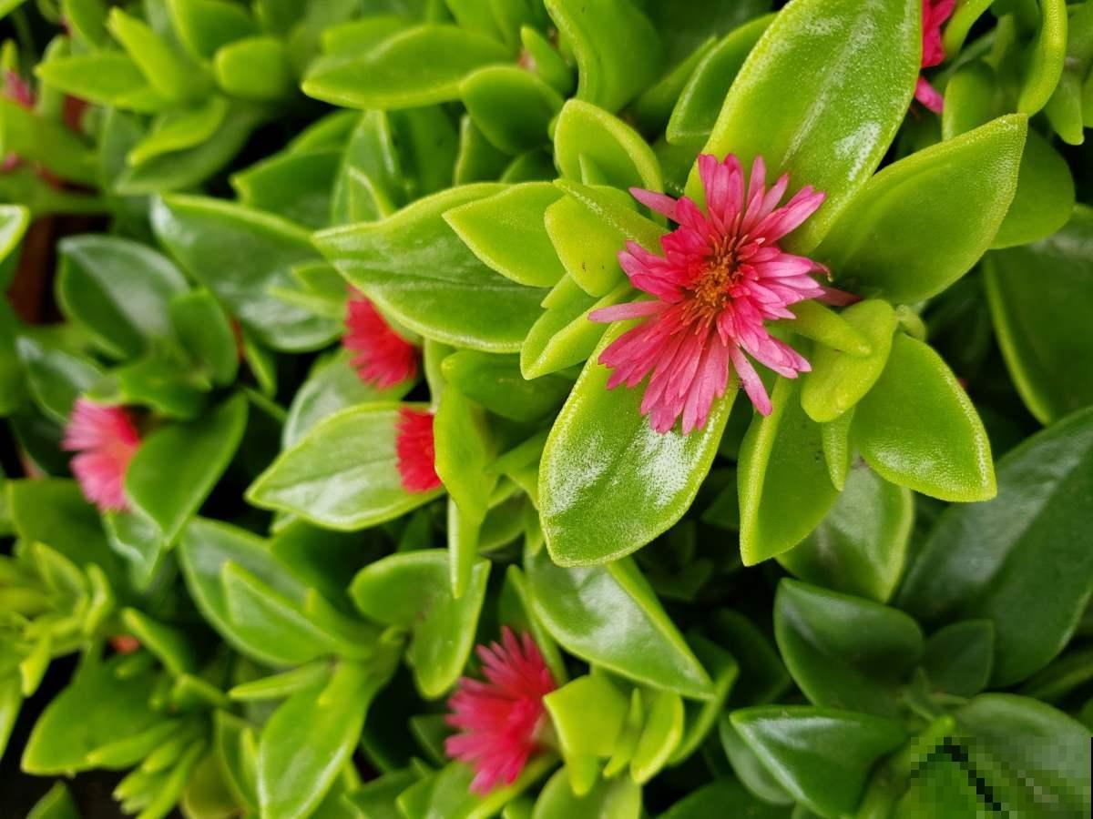 4种花农村很常见,如今城里十几块钱一把,贵得离谱 4种花农村很常见,如今城里十几块钱一把,贵得离谱