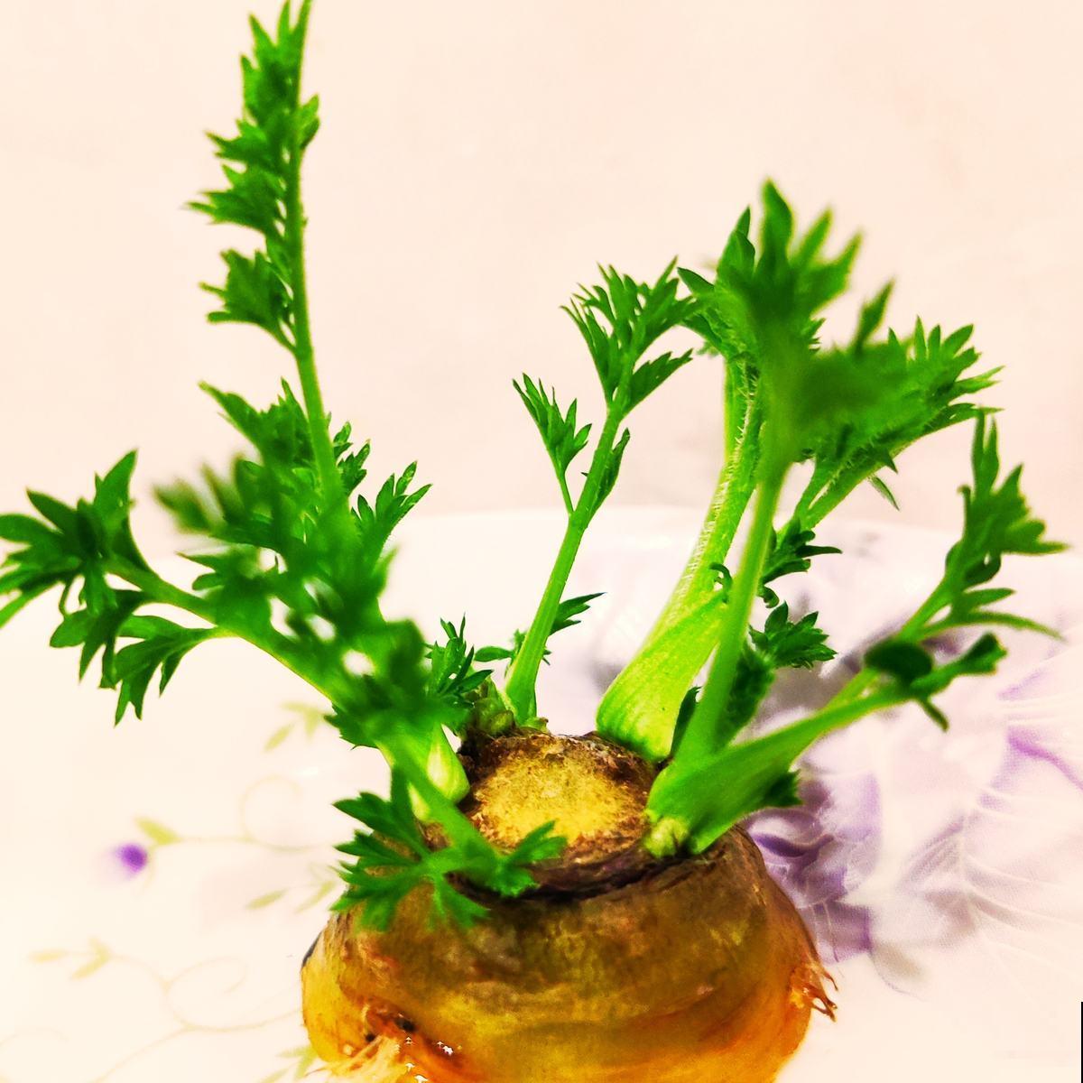 蔬菜头别扔,种土里乎乎长小苗,半个月就能吃 蔬菜头别扔,种土里乎乎长小苗,半个月就能吃