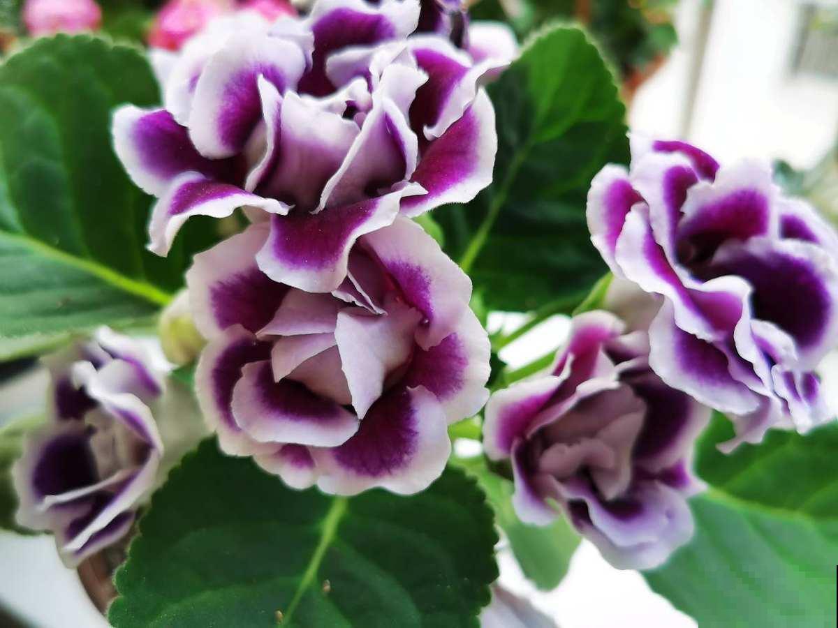 4种花千万别喷水，遇水就发黄、烂芯