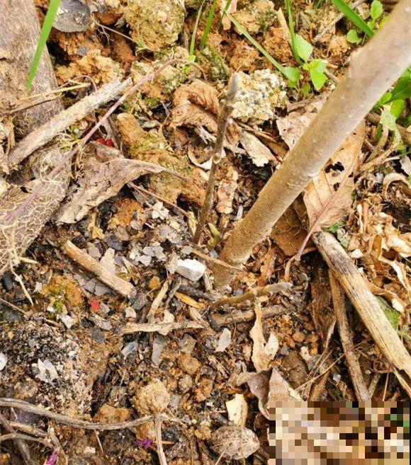 家门口种棵“吉祥花”，满树都开花，还有“镇宅”好兆头