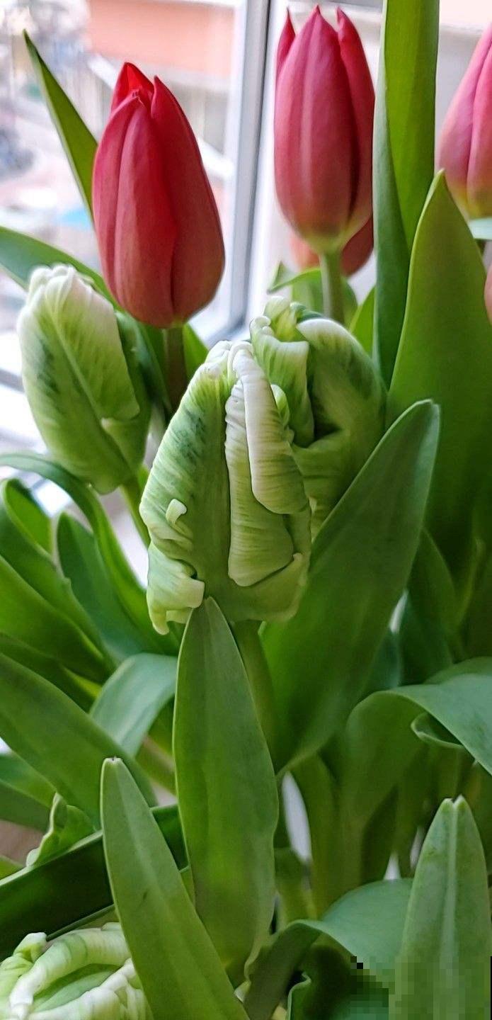 土里埋个“大杏仁”，冬天冻一冻，明年春天花开满园